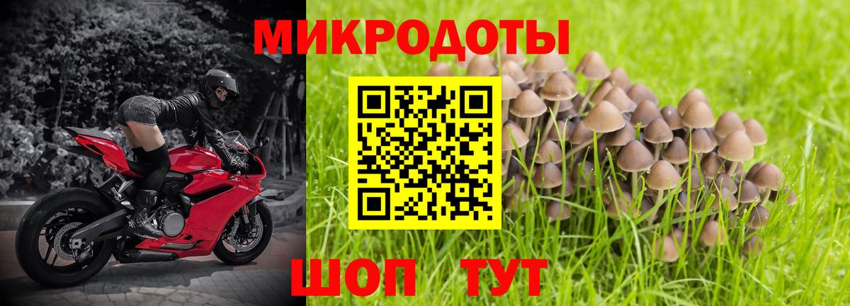 Псилоцибиновые грибы Psilocybe Тавда